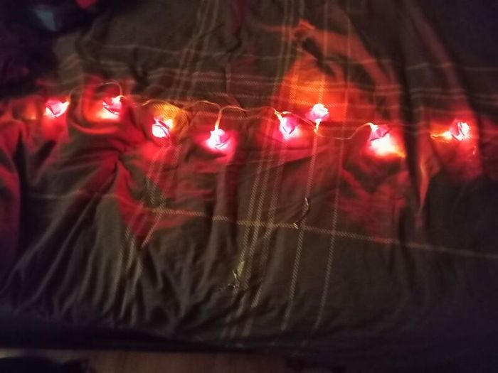 Red Rose & Pink String Lights