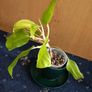 Philodendron Malaya Gold - Image 5