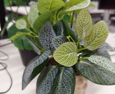 plant