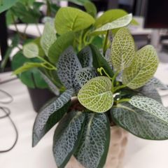 plant