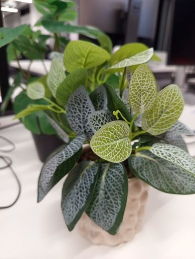 plant