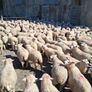 Romney 50 ewe lambs Image 2