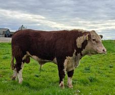 Polled Hereford Bulls