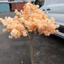Peach Cherry Blossom Trees Image 2