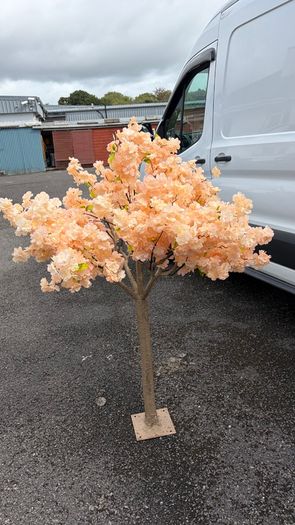 Peach Cherry Blossom Trees