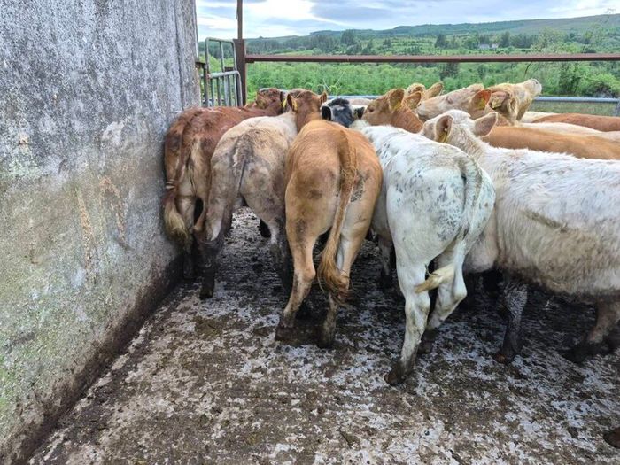 16  heifers