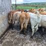 16  heifers Image 2