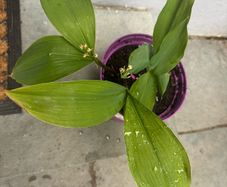 Lilly of the valley