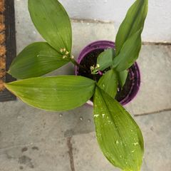Lilly of the valley