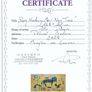 Piotr Piskorz "Puppy kindergarten nap time" XXL Image 7