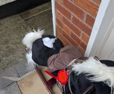 Free rocking horse