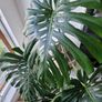 Large monstera deliciosa Image 4