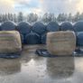 Silage Bales for sale Image 2