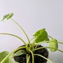 Pillea Peperomioides Plant Image 4