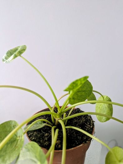 Pillea Peperomioides Plant
