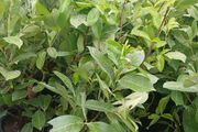 Large Laurel Hedging over 3.5ft tall (120cm)
