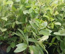 Large Laurel Hedging over 3.5ft tall (120cm)