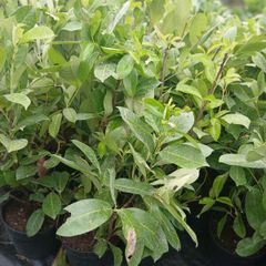 Large Laurel Hedging over 3.5ft tall (120cm)