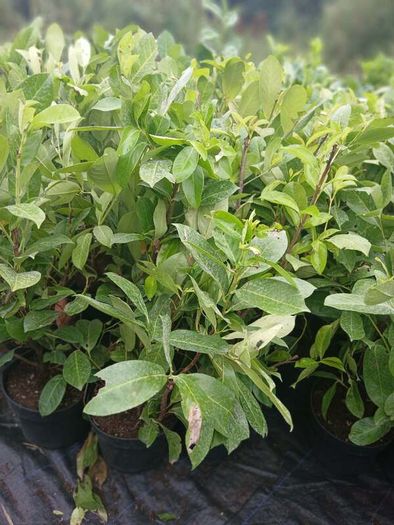 Large Laurel Hedging over 3.5ft tall (120cm)