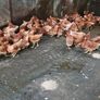 Brown pullets 19/20weeks Image 4