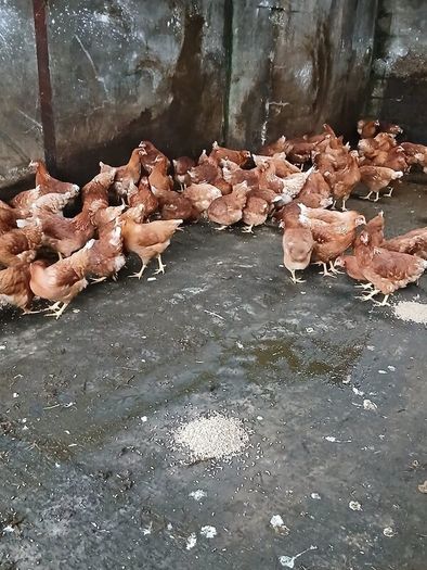 Brown pullets 19/20weeks