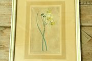 Daffodil Print Limited Edition by Sydney Edward