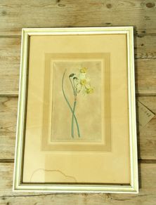 Daffodil Print Limited Edition by Sydney Edward
