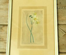 Daffodil Print Limited Edition by Sydney Edward
