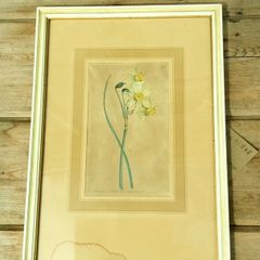 Daffodil Print Limited Edition by Sydney Edward