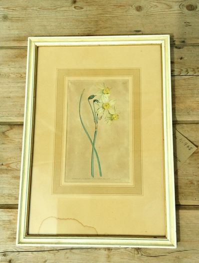 Daffodil Print Limited Edition by Sydney Edward
