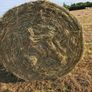 Hay round bales Image 2
