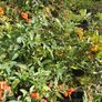 Golden and Green Privet Hedging One Euro Image 4
