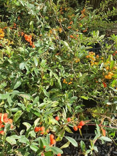 Golden and Green Privet Hedging One Euro