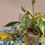 Philodendron Emerald Queen Image 3