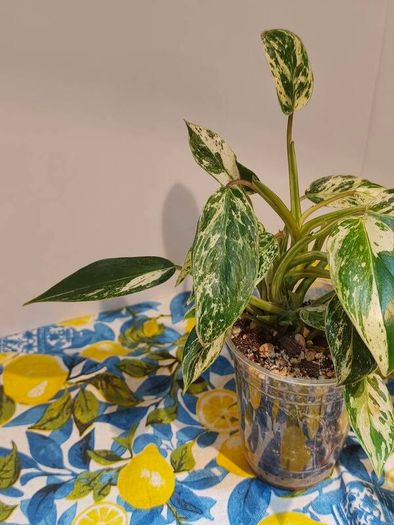 Philodendron Emerald Queen