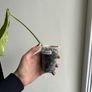 Monstera Aurea Image 2