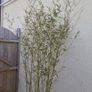 Bamboo plants Image 8