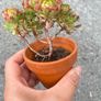 plant Image 3