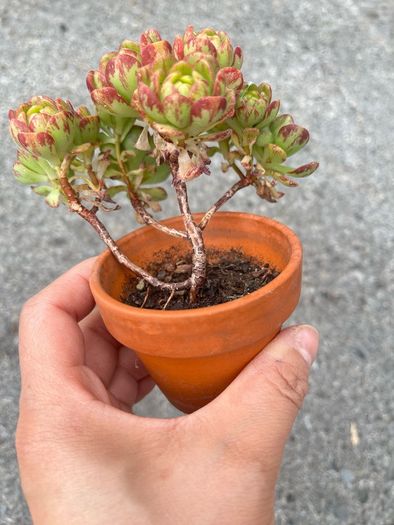 plant