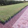 Box Hedging Image 7