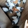 Pullets Image 5