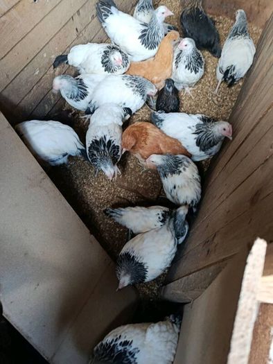 Pullets