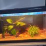 fish and fish tank for sale Image 3