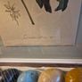 Botanical Print Image 5