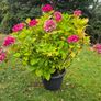Hydrangea Image 2