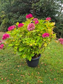 Hydrangea