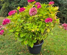 Hydrangea