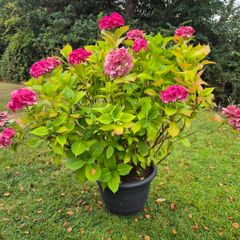 Hydrangea