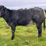 Belgium blue heifers Image 10