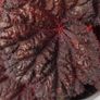 Begonia Image 2